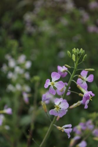 Wild radish