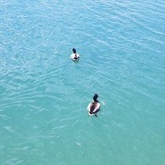Anas platyrhynchos