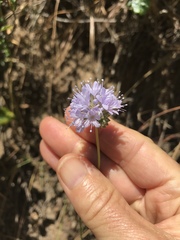 Gilia capitata abrotanifolia