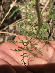 Gilia capitata abrotanifolia