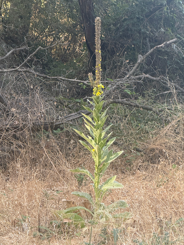great mullein