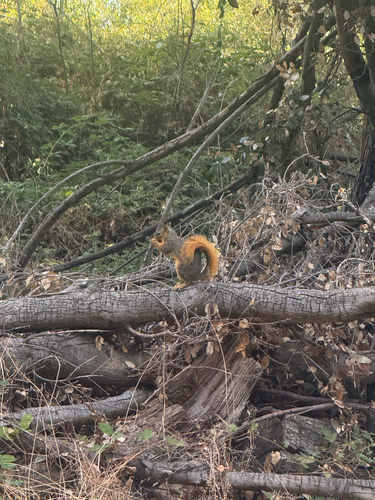 Eastern Fox Squirrel