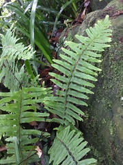 Microlepia hookeriana