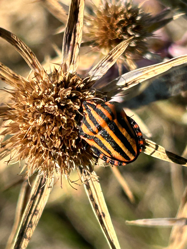 European Striped Shield Bug