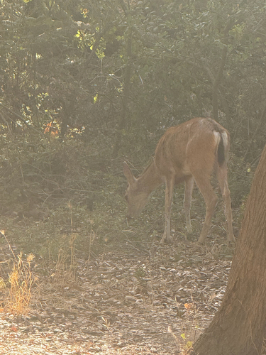 Mule Deer