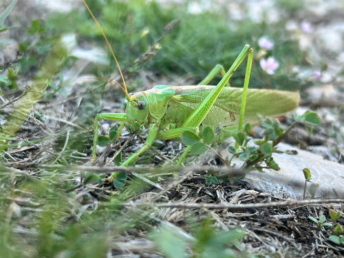 Great Green Bush-cricket