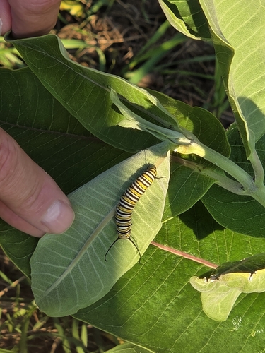 Monarch