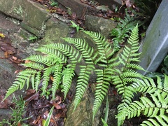 Dryopteris sordidipes