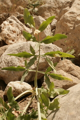 Heptaptera anisoptera