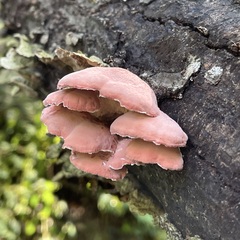 September 27 close view of rosy shelves curling from dark bark