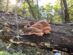 September 27 pink shelves on a fallen trunk with sunlit woods behind them