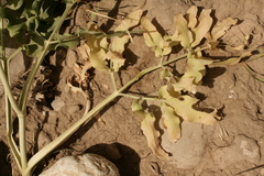 Heptaptera anisoptera