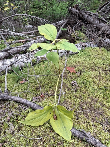 Trillium undulatum observed 2026-09-27