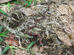 Lampropeltis polyzona