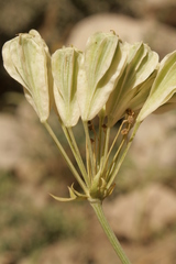 Heptaptera anisoptera