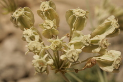 Heptaptera anisoptera