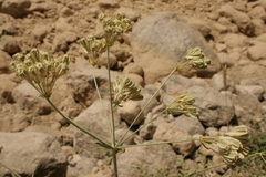 Heptaptera anisoptera