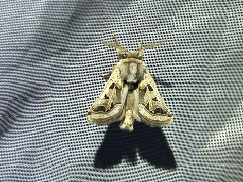 Episema glaucina