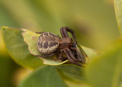 Xysticus emertoni