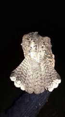 Antrostomus arizonae