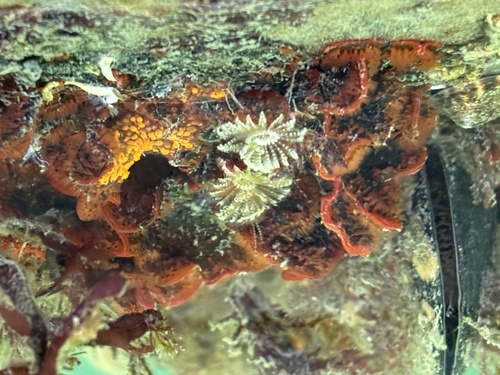 Watersipora subtorquata observed 2026-09-26