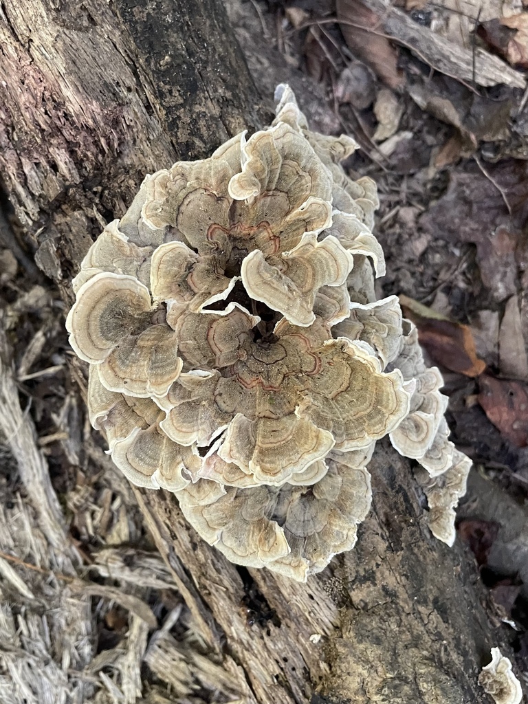 turkey-tail · September 2026 · photo: Photo: (c) northerly, some rights reserved (CC BY) · iNaturalist