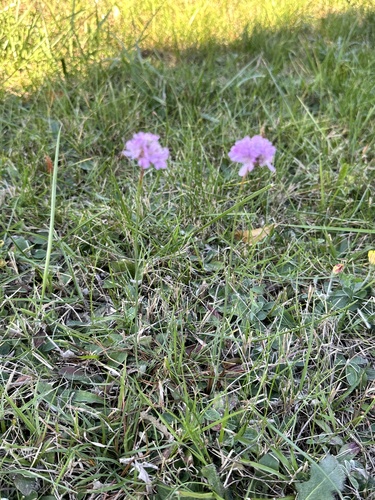 Sea Thrift