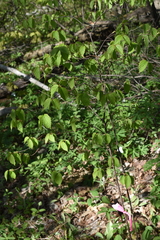 Viburnum rafinesqueanum