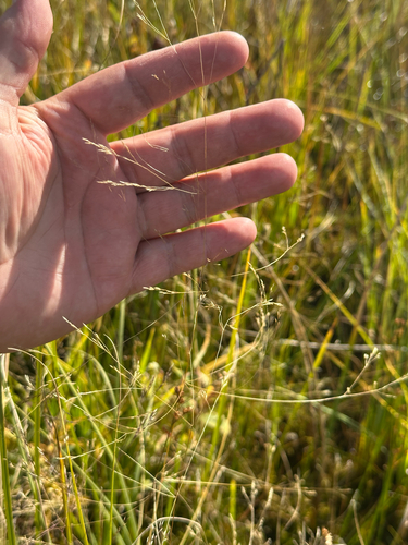 Agrostis hyemalis observed 2026-09-27
