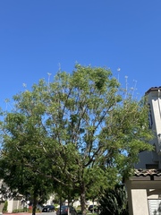 Fraxinus americana