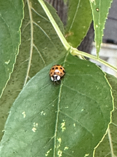 Asian Lady Beetle