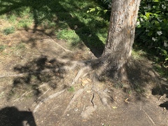 Fraxinus americana