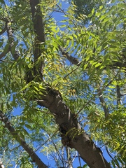 Fraxinus americana