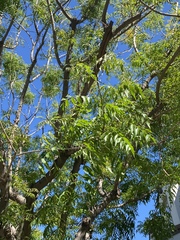 Fraxinus americana