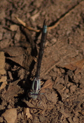 Argia vivida