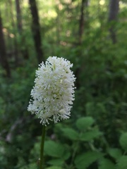 Actaea pachypoda