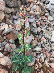 Scrophularia sambucifolia