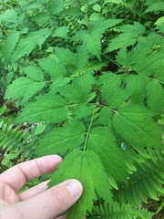 Actaea pachypoda