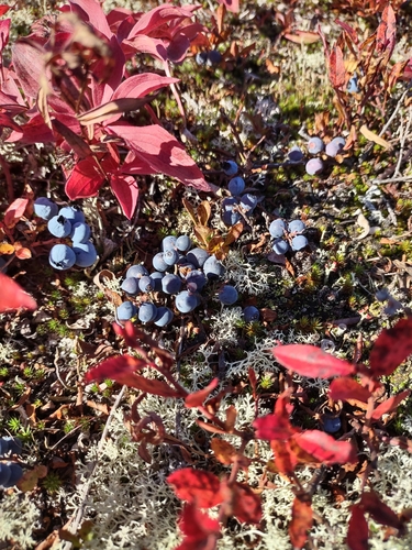 dwarf bilberry