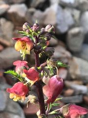 Scrophularia sambucifolia