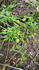 Ranunculus auricomus