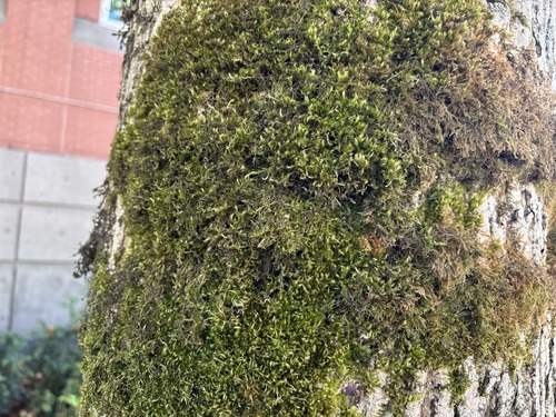 Homalothecium fulgescens observed 2026-09-27