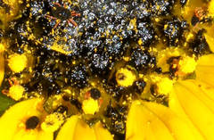 Halotydeus destructor