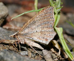 Rhinodia rostraria