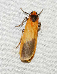 Scoliacma bicolora