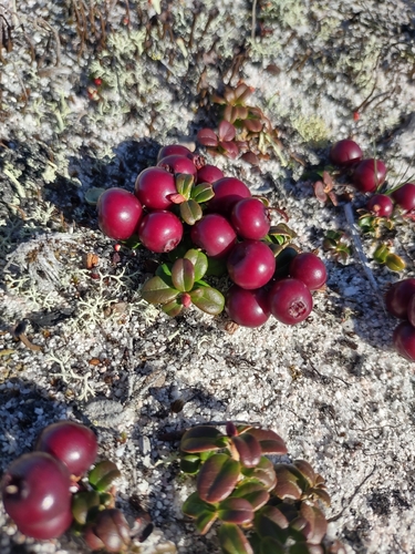 Lingonberry