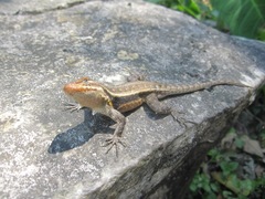 Sceloporus teapensis