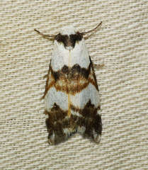 Thallarcha albicollis