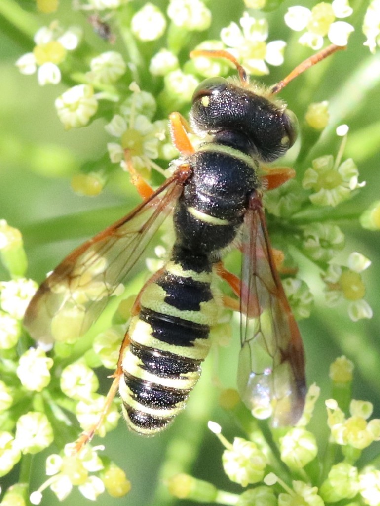 Eucerceris montana