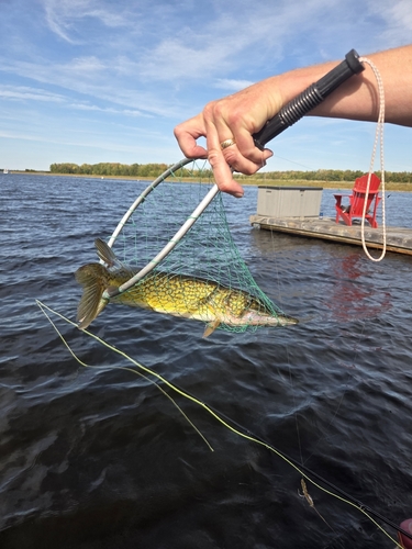 Chain Pickerel